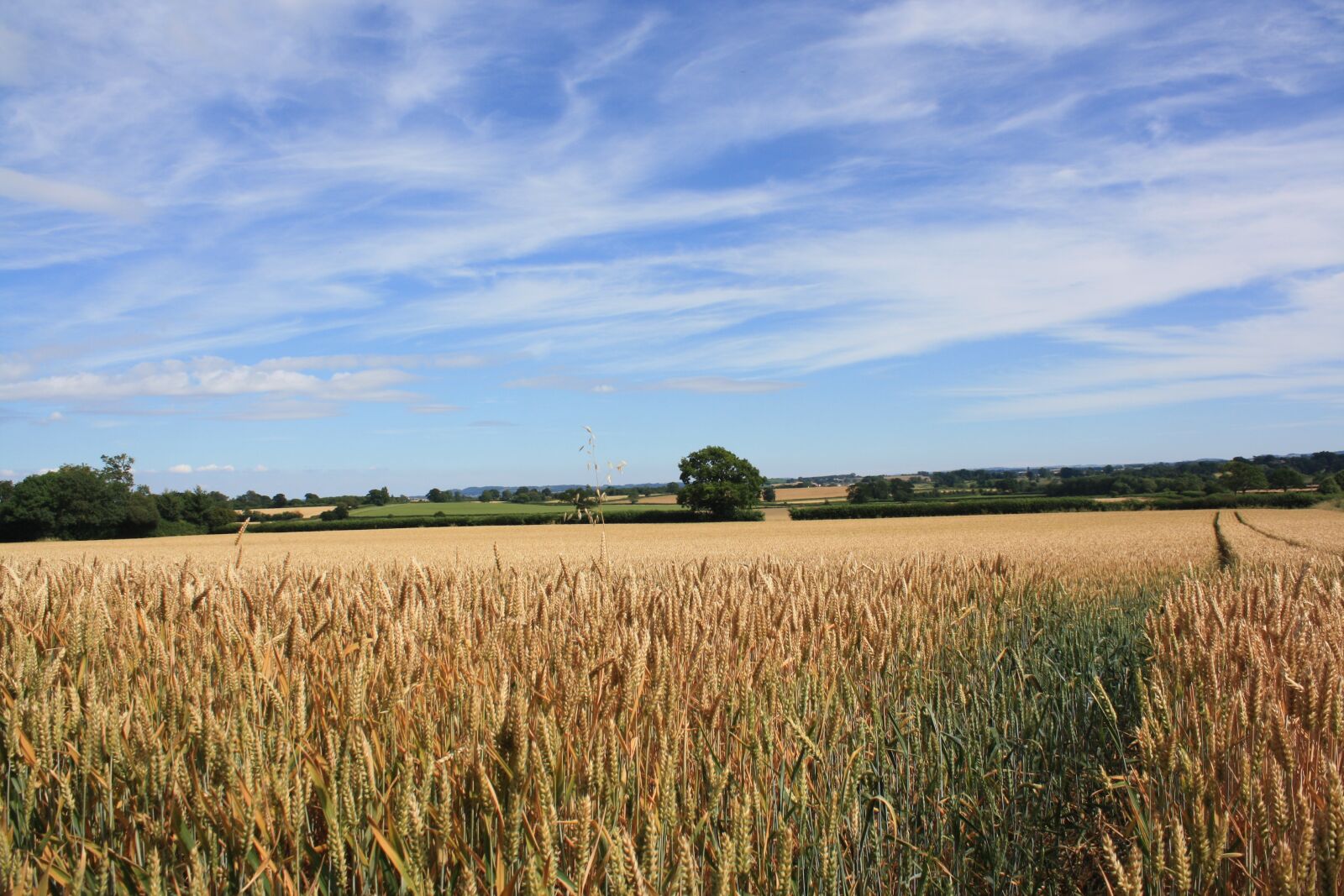 Canon EOS 1000D (EOS Digital Rebel XS / EOS Kiss F) sample photo. Field, harvest, wheat photography