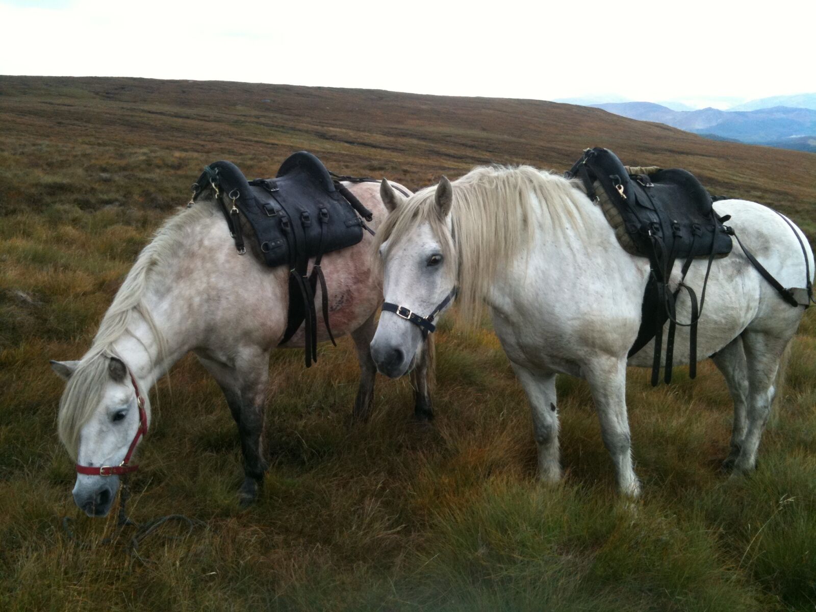 Apple iPhone 3GS sample photo. Stalking, highland ponies, deer photography