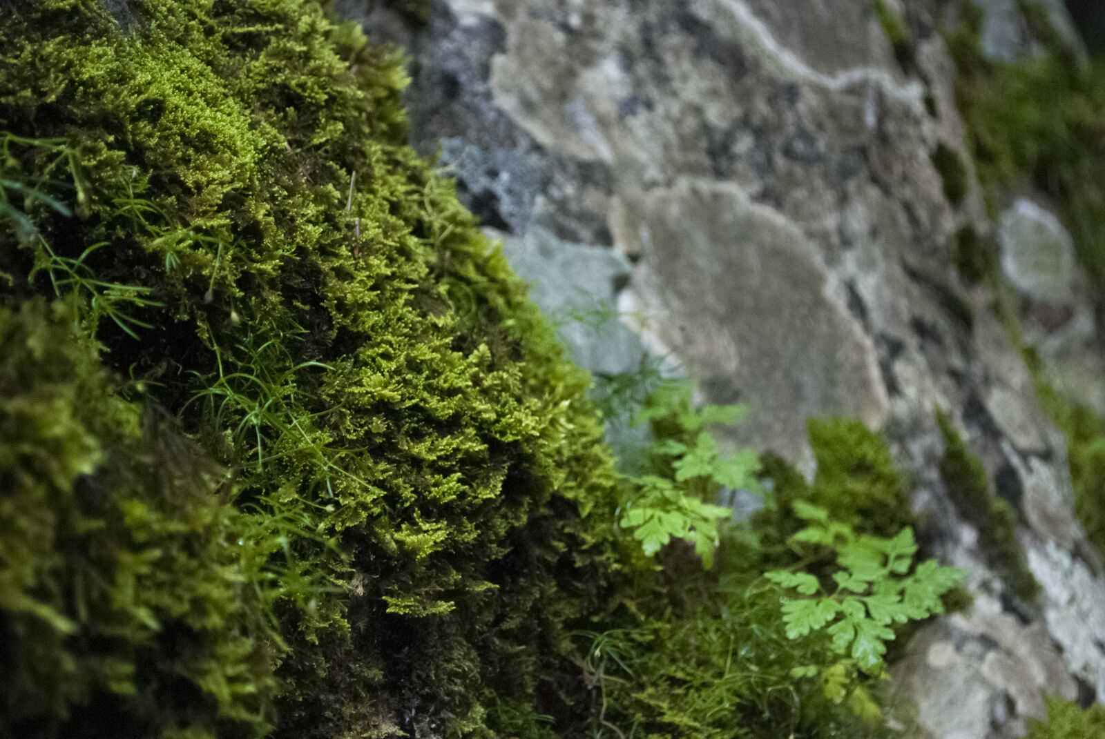 Nikon D80 sample photo. Autumn, dark, green, lichen photography