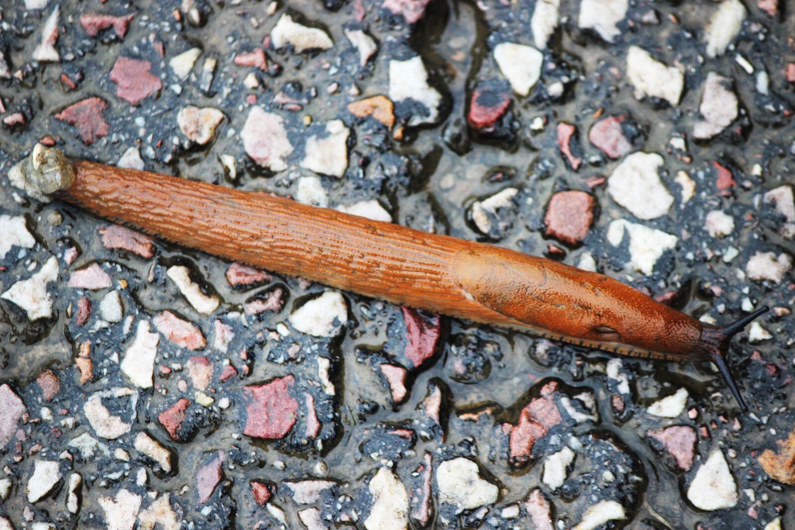 Canon EOS 600D (Rebel EOS T3i / EOS Kiss X5) sample photo. Snail, slug, crawling photography