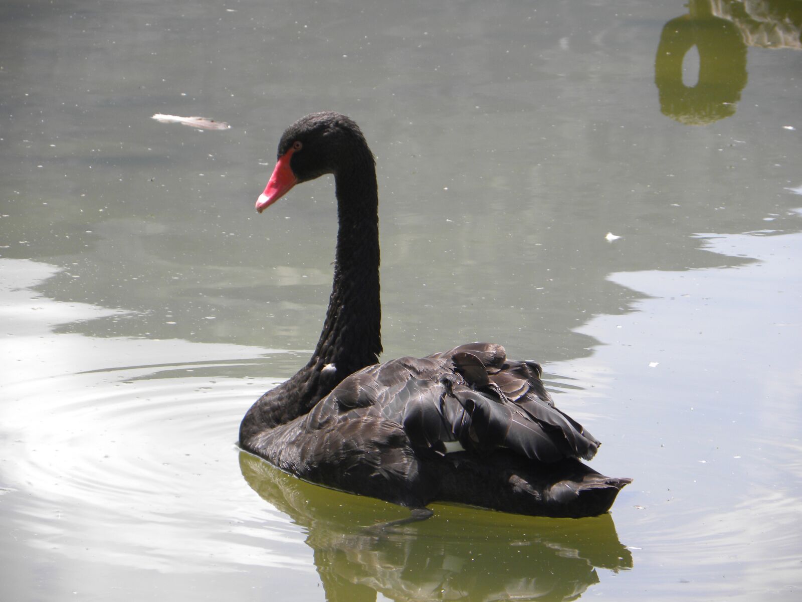 Nikon Coolpix P90 sample photo. Swan, nero, pond photography