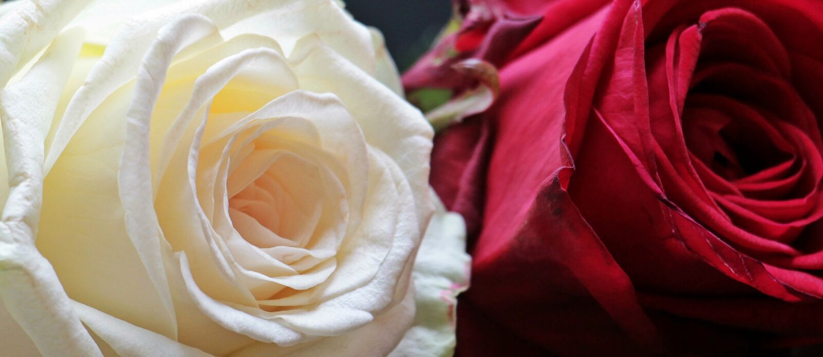 Canon EOS 550D (EOS Rebel T2i / EOS Kiss X4) sample photo. Rose, rose bloom, flower photography