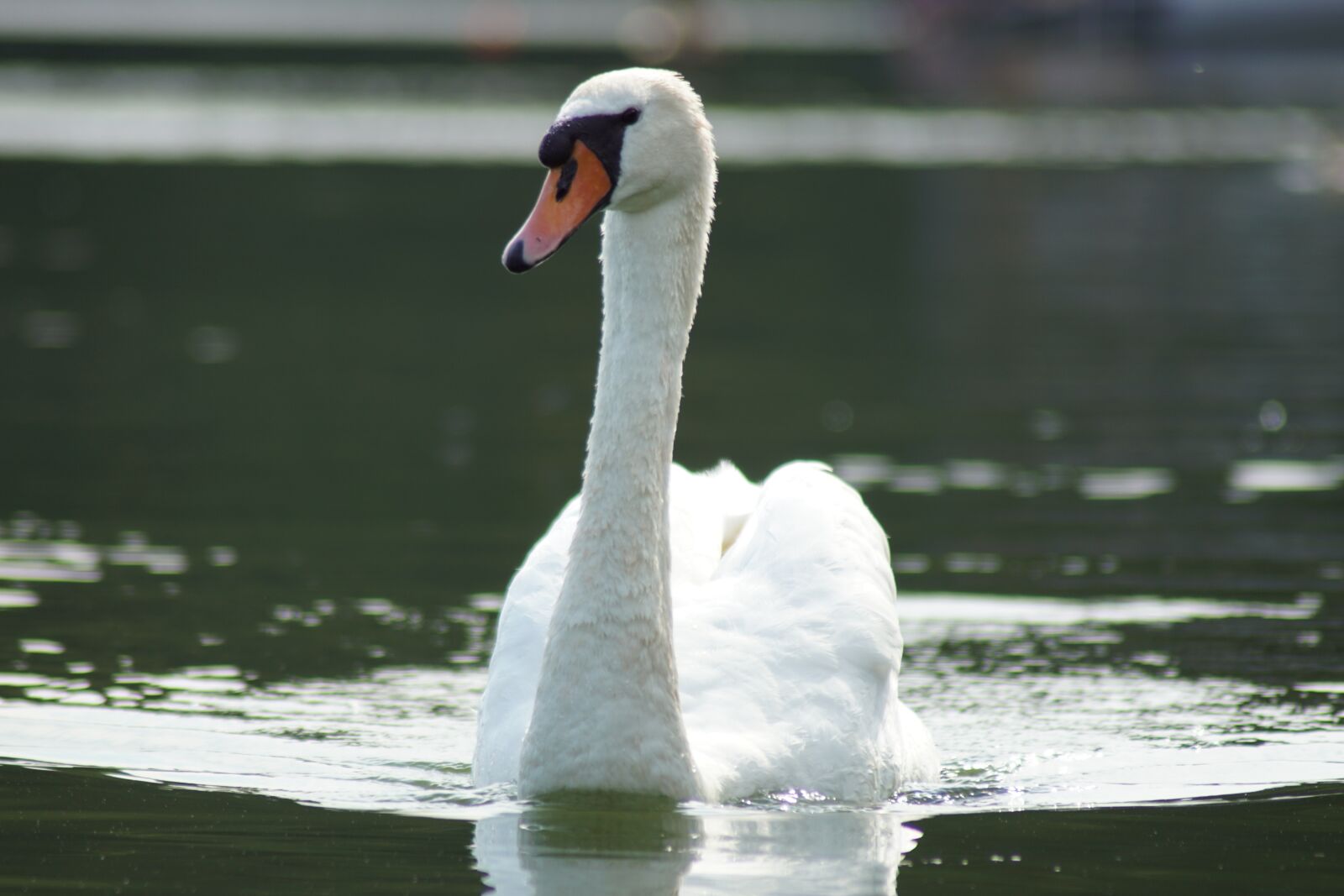 Sony SLT-A68 sample photo. Swan, white, feather photography