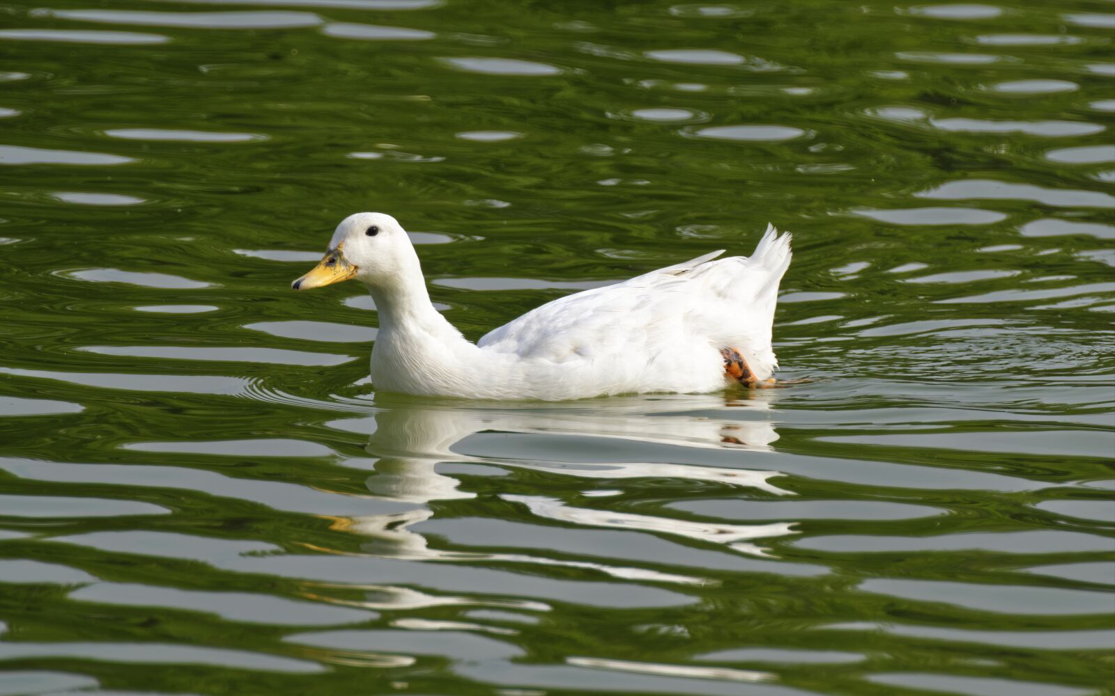 Nikon D5300 sample photo. Goose, bird, white photography