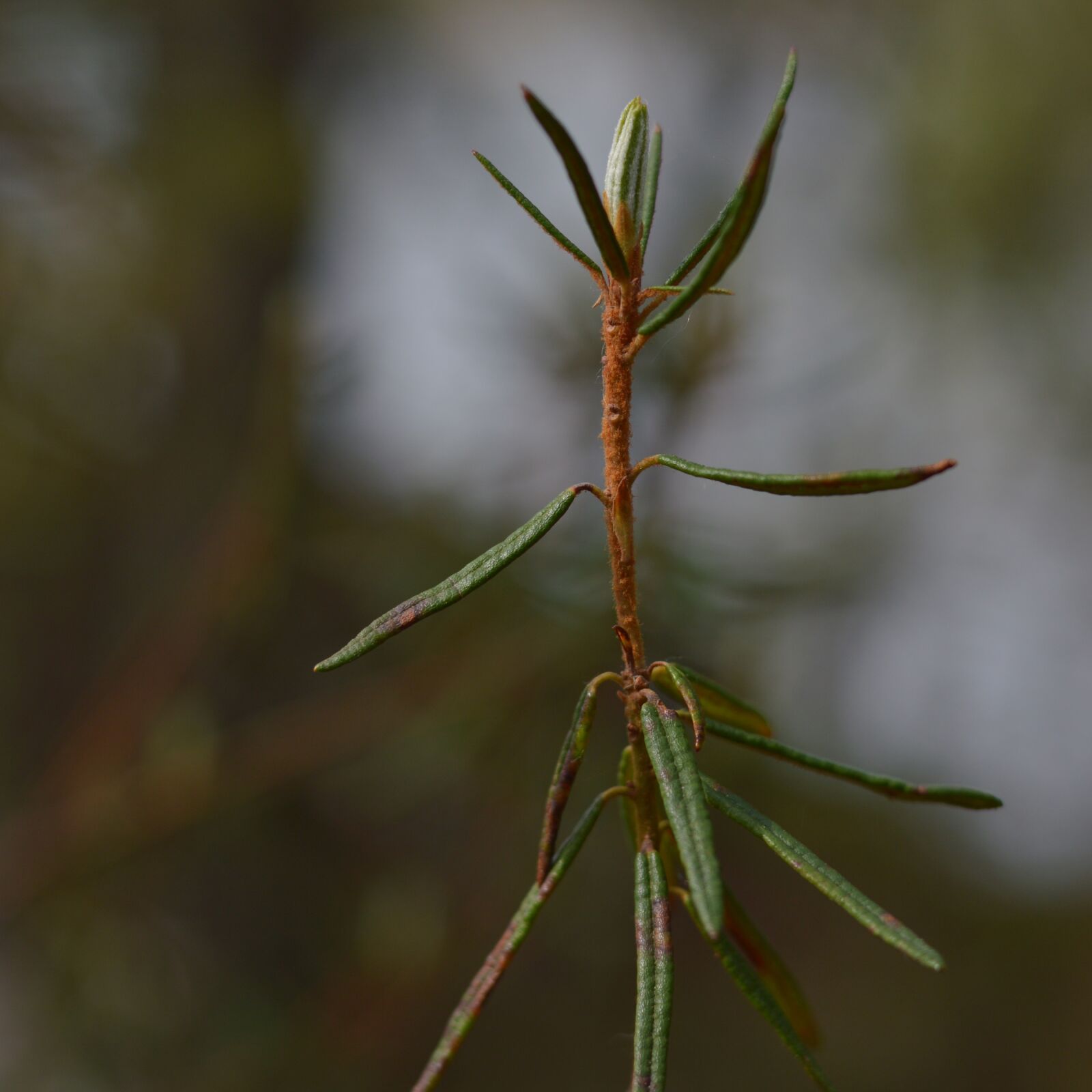 Nikon D3200 sample photo. Swamp, plant, create photography