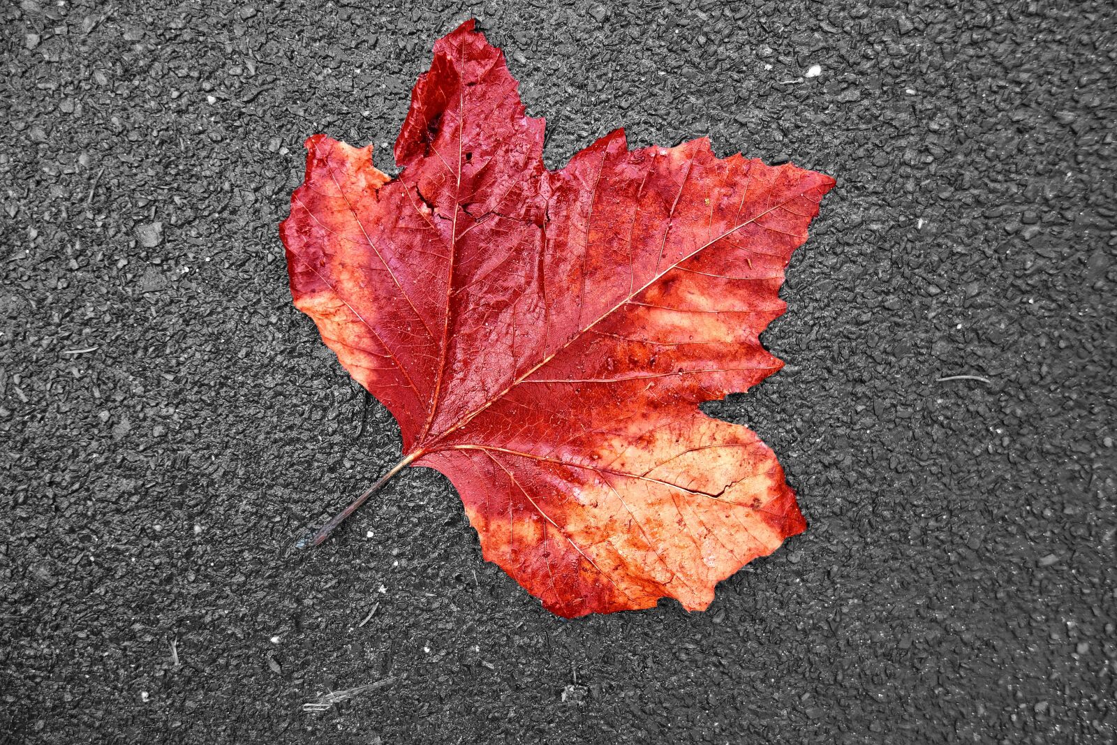 Sony Cyber-shot DSC-RX100 sample photo. Leaf, autumn leaf, fallen photography