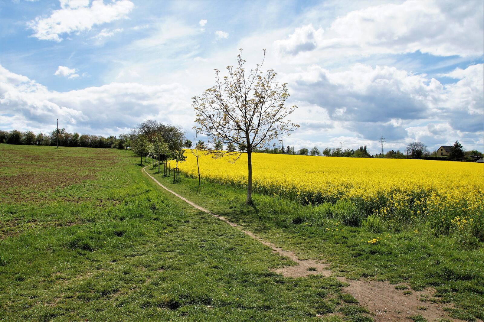 Sony SLT-A58 sample photo. Rape, nuts, field photography