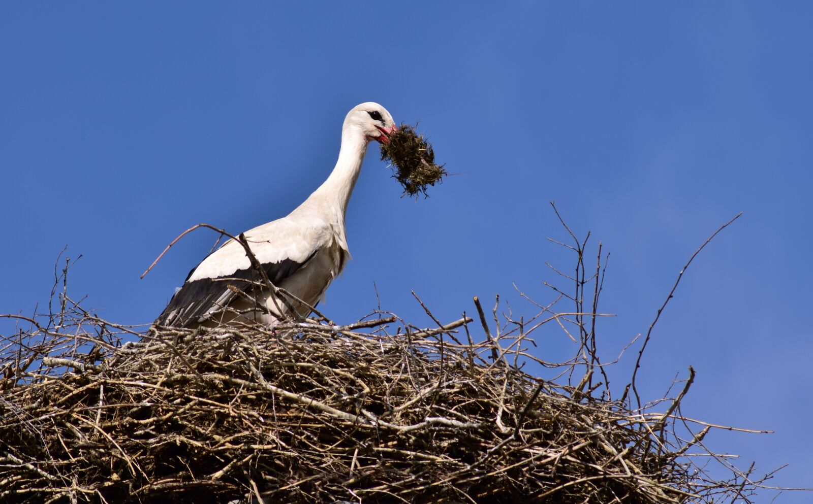 Nikon D3300 sample photo. Stork, nest, bird photography
