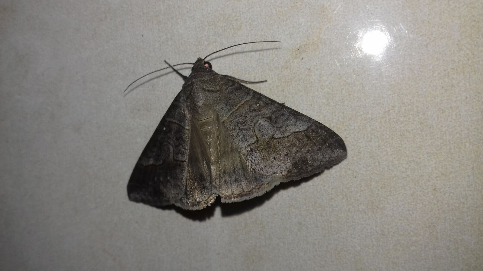 Samsung Galaxy J3(2016) sample photo. Mariposa, butterfly, lepidopteran photography