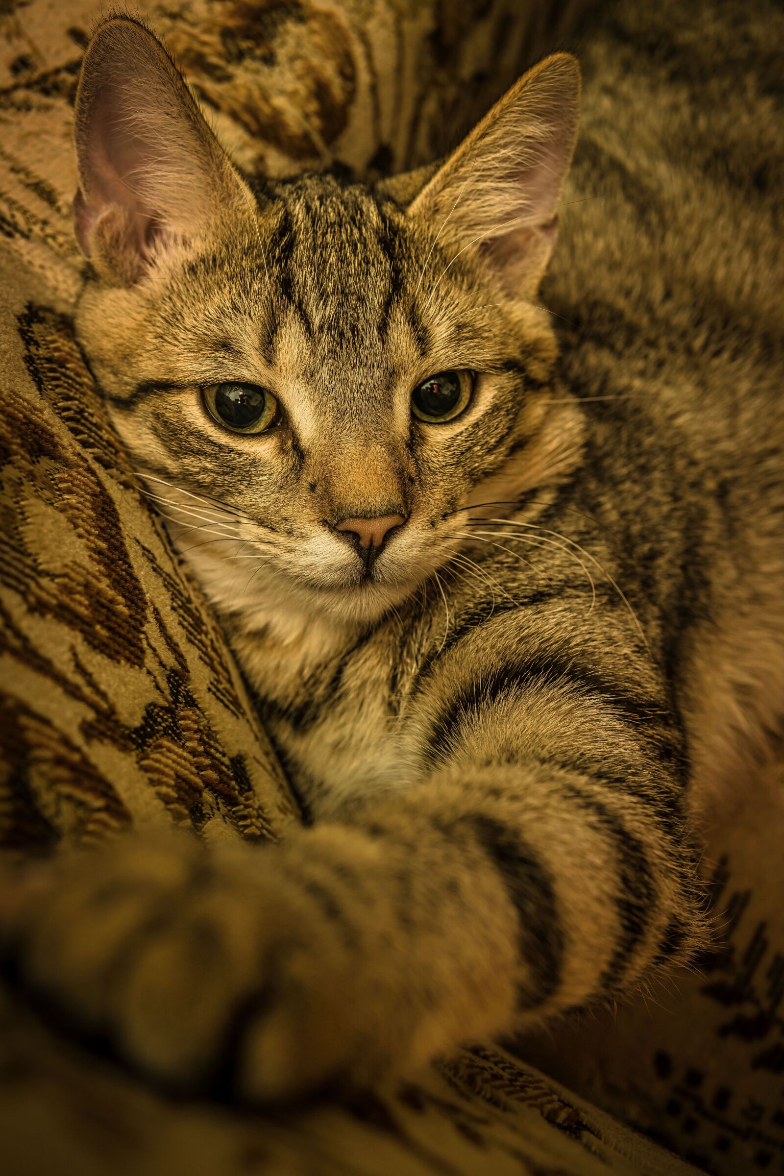 30mm F1.4 DC DN | Contemporary 016 sample photo. Cat, small, mackerel photography