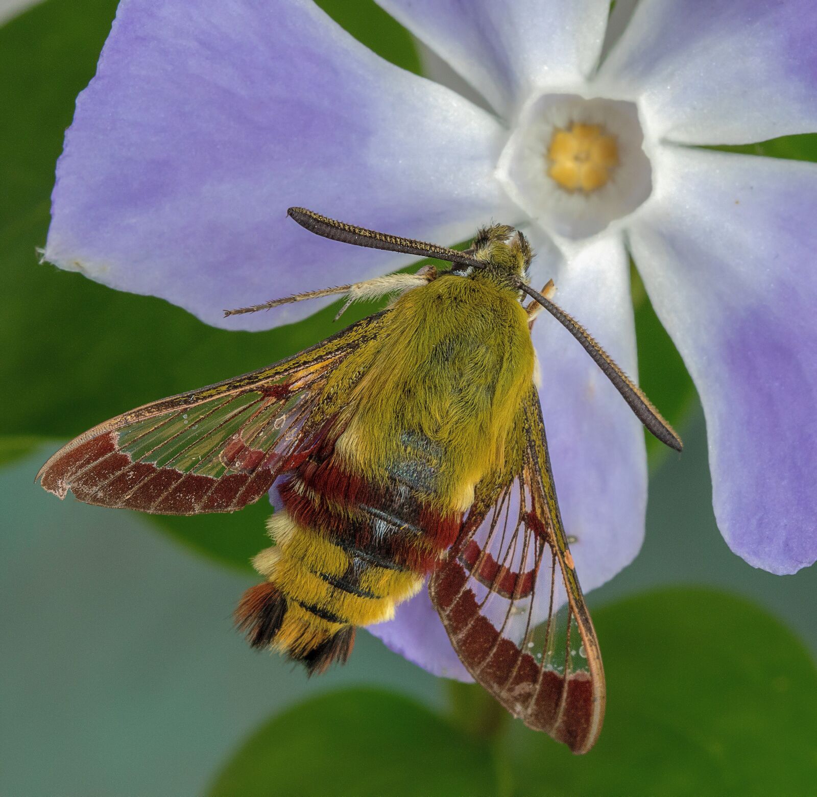 Canon EF 100mm F2.8L Macro IS USM sample photo. Moth, broad-bordered-bee-hawk-moth, wings photography