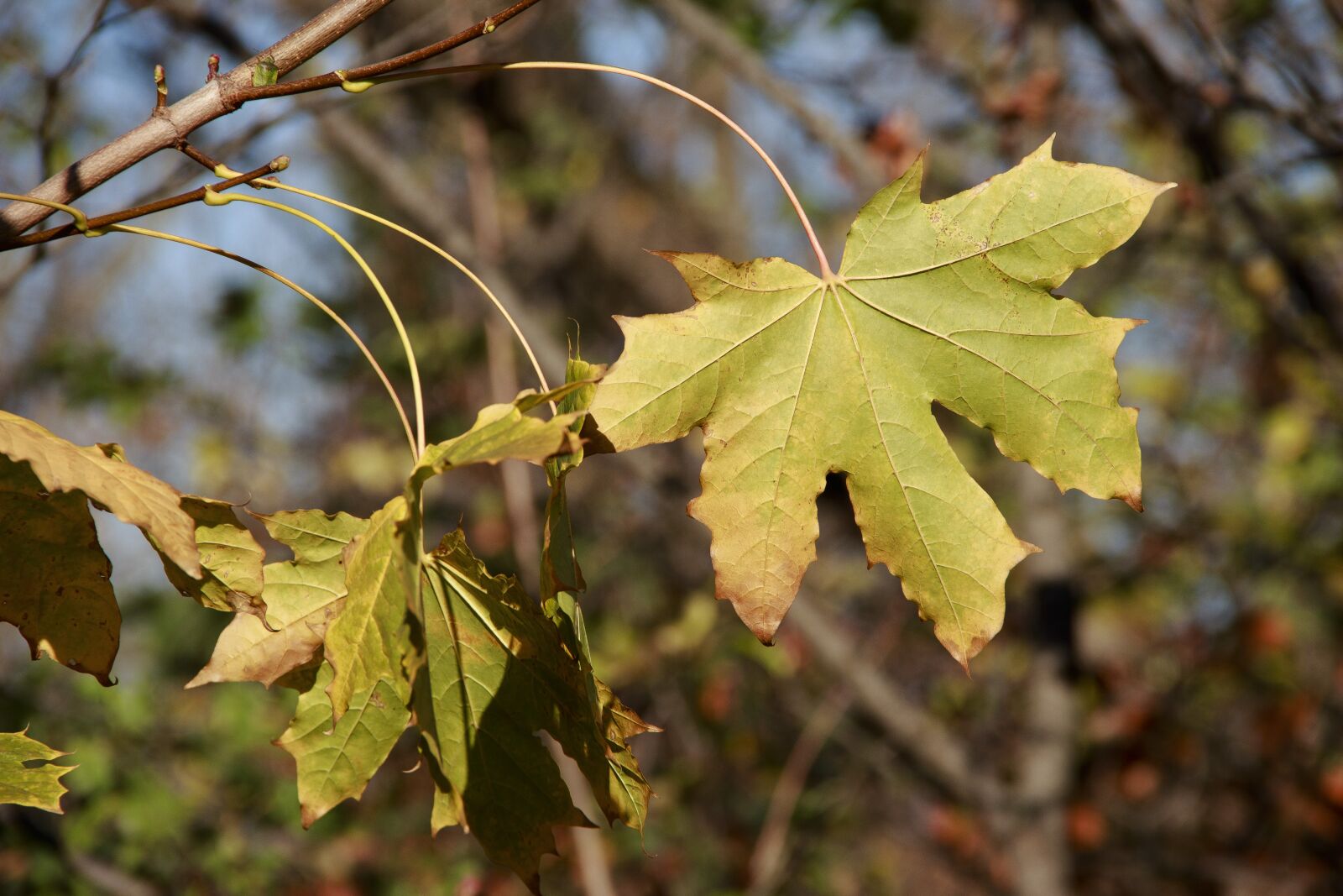 Canon EOS 650D (EOS Rebel T4i / EOS Kiss X6i) sample photo. Leaves, maple, autumn photography