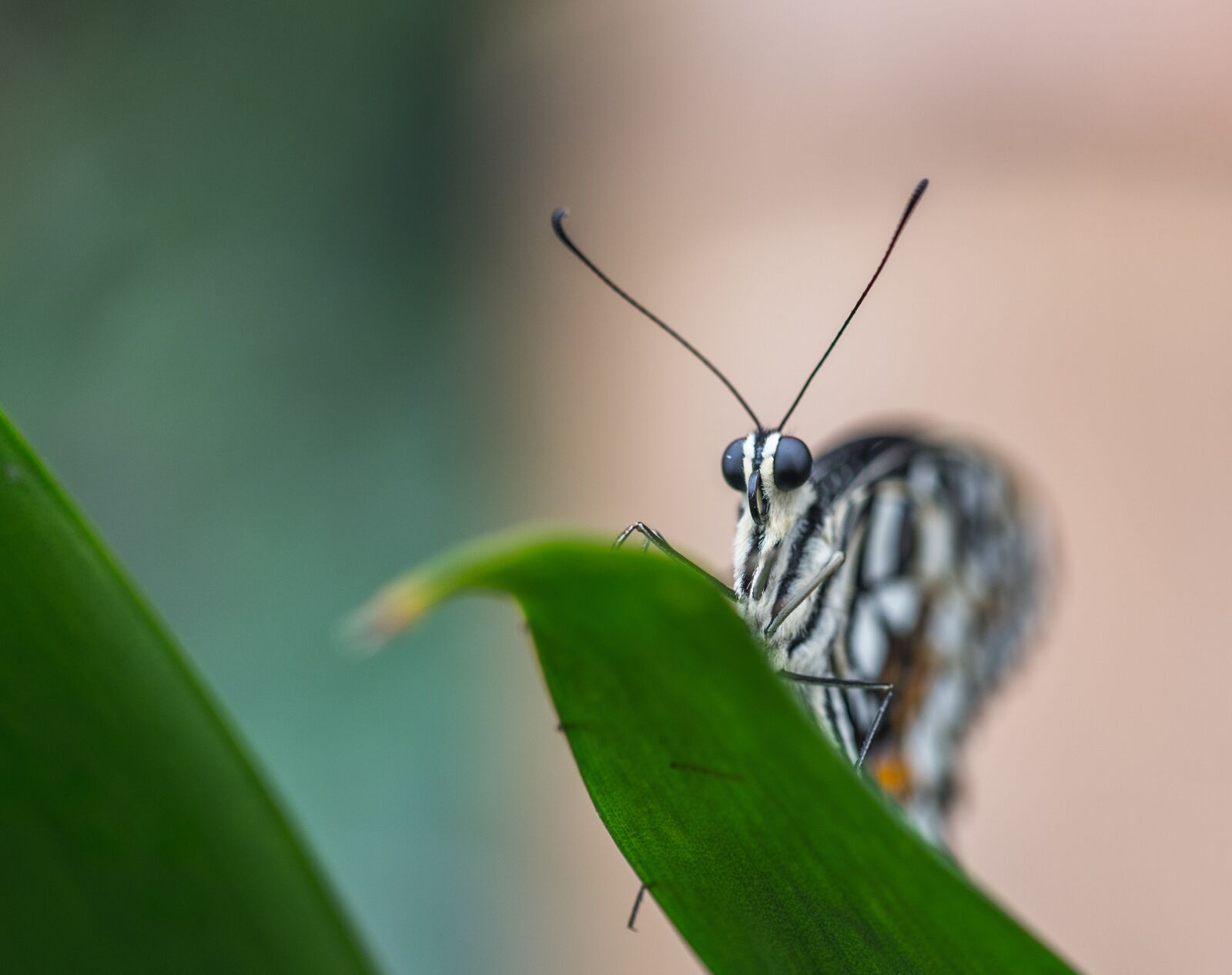 Sony a7R II + Canon EF 100mm F2.8L Macro IS USM sample photo. Butterfly, sheet, macro photography