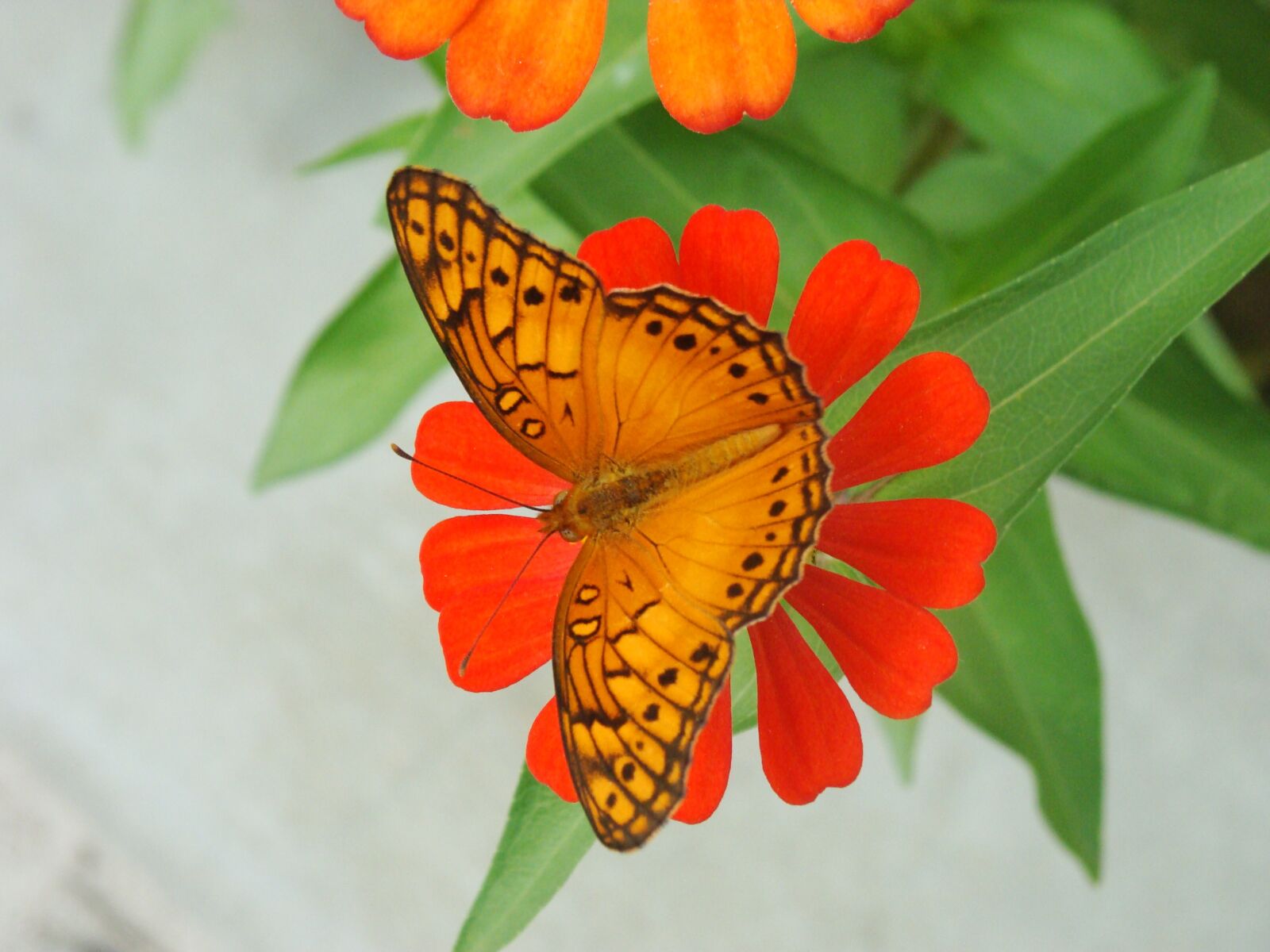 Sony Cyber-shot DSC-H10 sample photo. Butterfly, flowers, butterfly flower photography