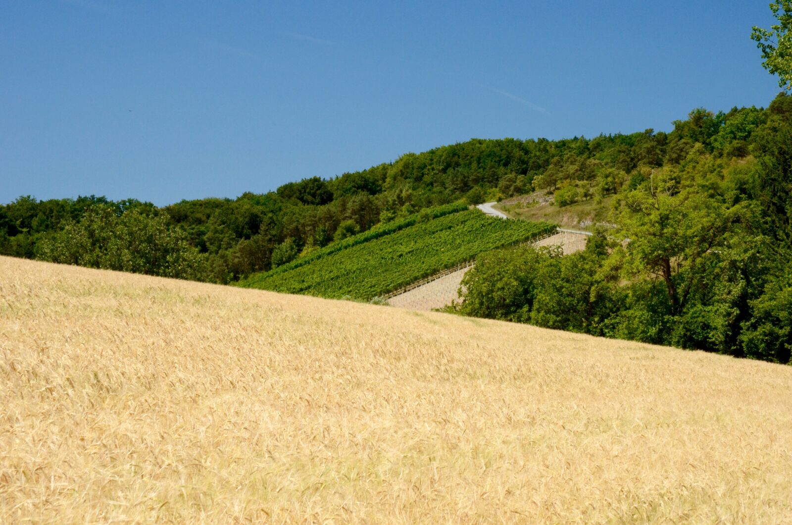 Nikon D5100 sample photo. Wheat, wine, vines photography