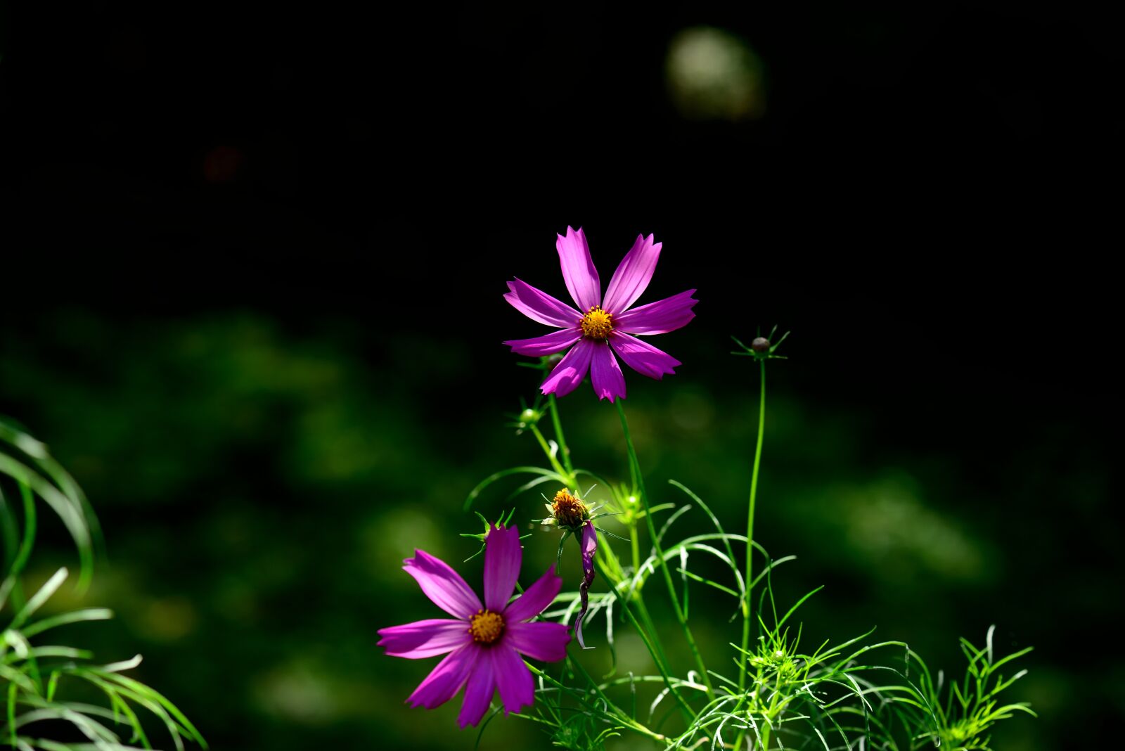 Nikon D800 sample photo. Autumn, plants, common cosmos photography