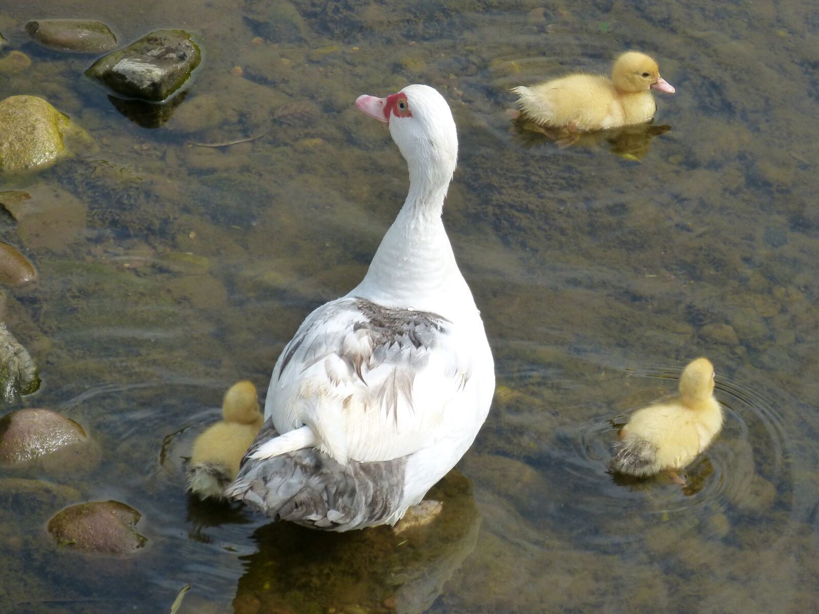 Panasonic DMC-FZ62 sample photo. Ducks, ducklings, young photography