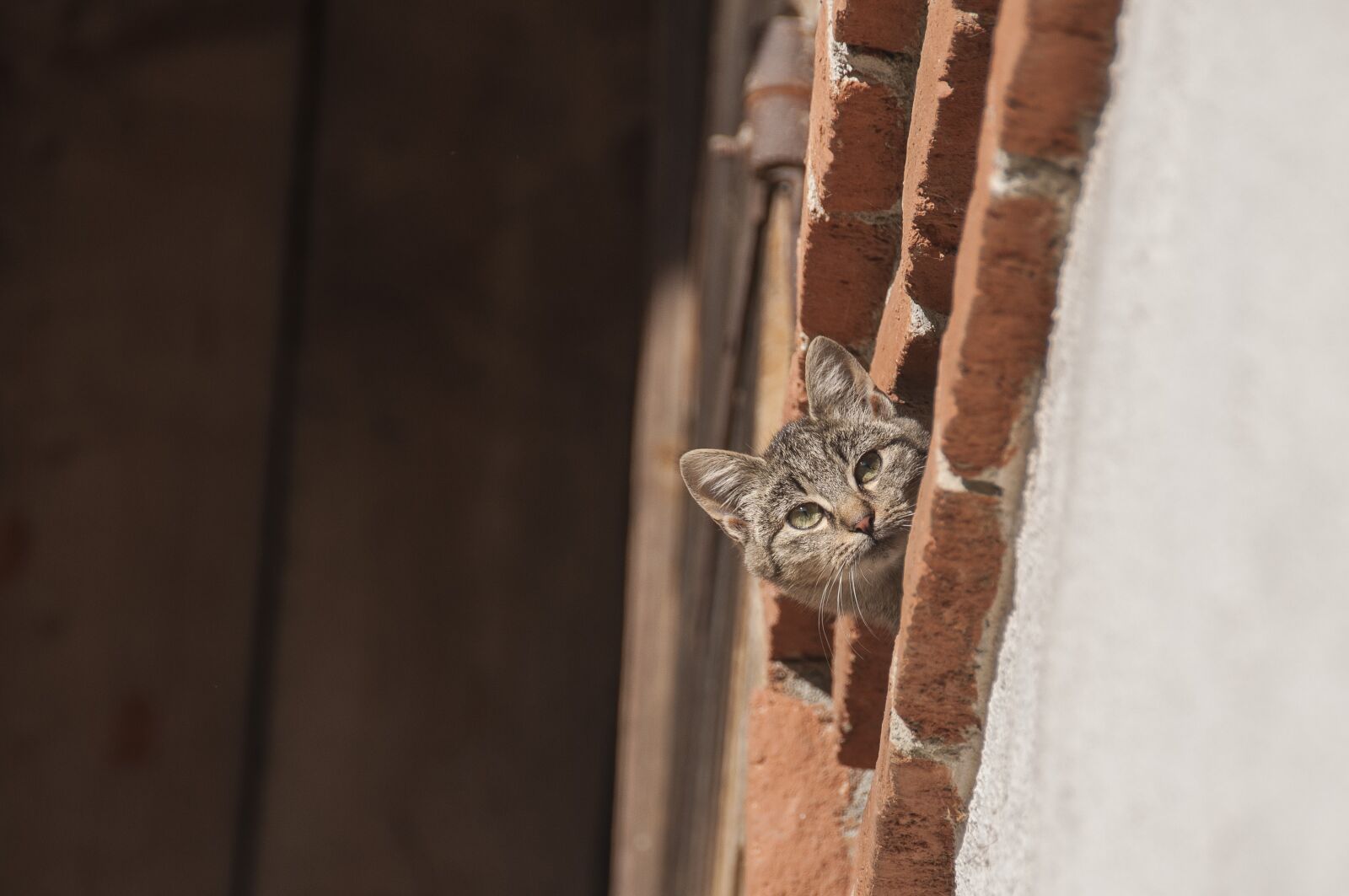 Nikon D90 sample photo. Cat, farm cat, curious photography