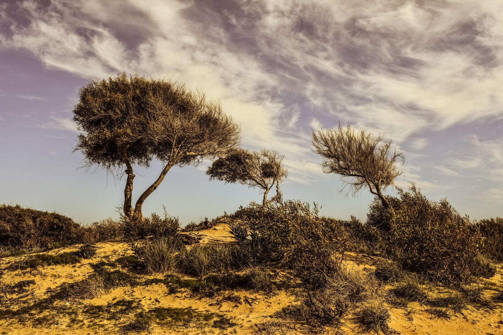 Nikon D3300 sample photo. Trees, dune, landscape photography