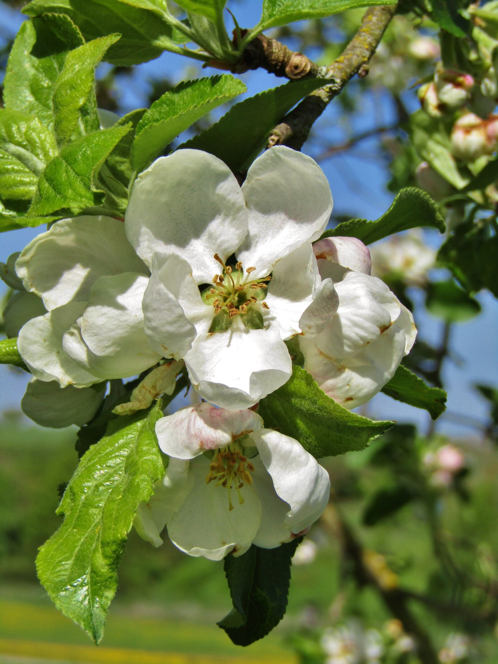 Canon POWERSHOT SX432 IS sample photo. Apple blossom, white, pink photography