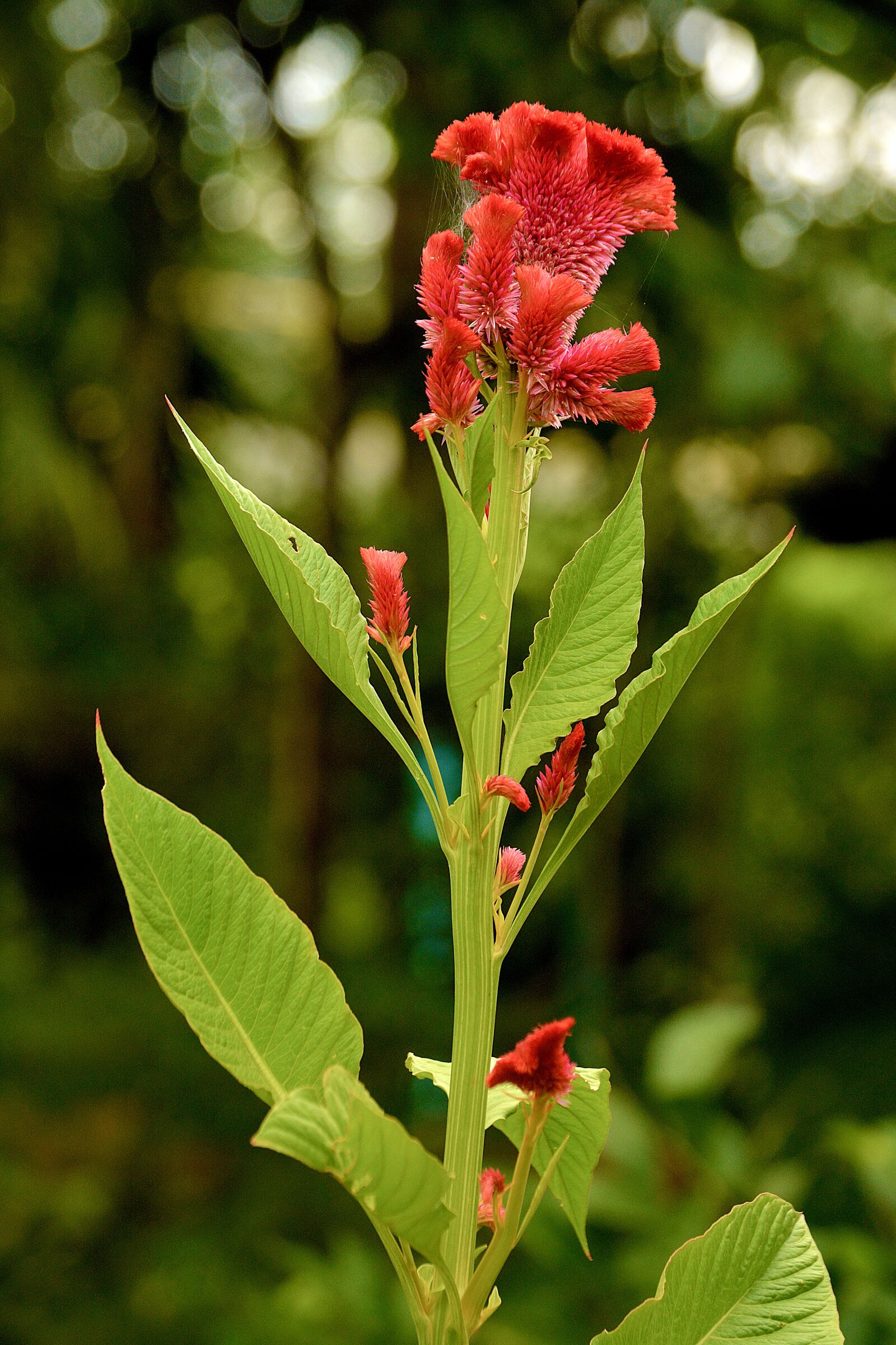 Nikon D5200 sample photo. Flower, nature, flowers photography