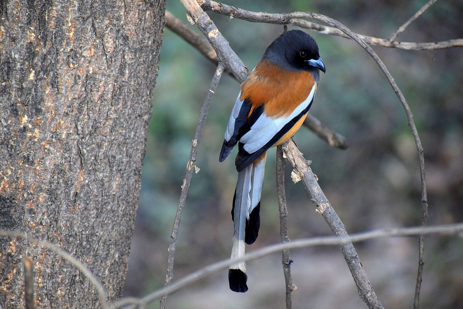 Nikon D3300 sample photo. Wildlife, bird, nature photography
