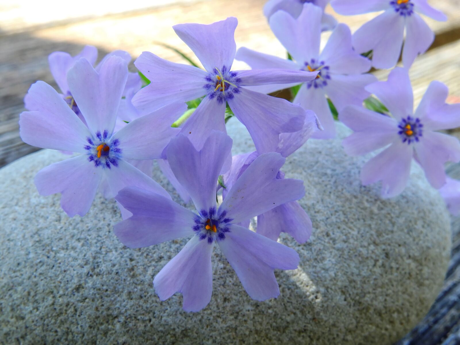 Nikon Coolpix P900 sample photo. Flower, blossom, bloom photography