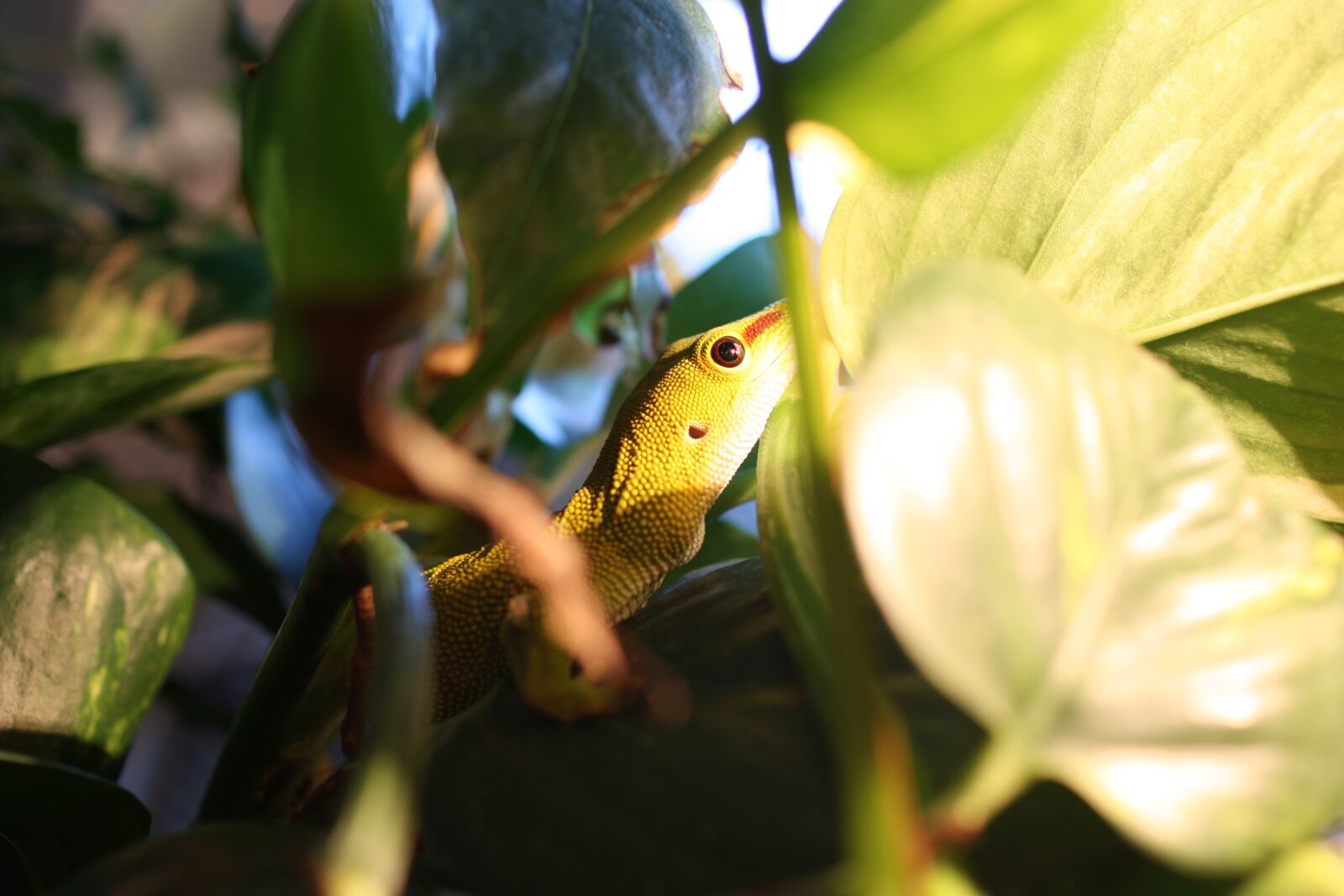 Canon EOS 450D (EOS Rebel XSi / EOS Kiss X2) sample photo. The gecko, lizard, phelsuma photography