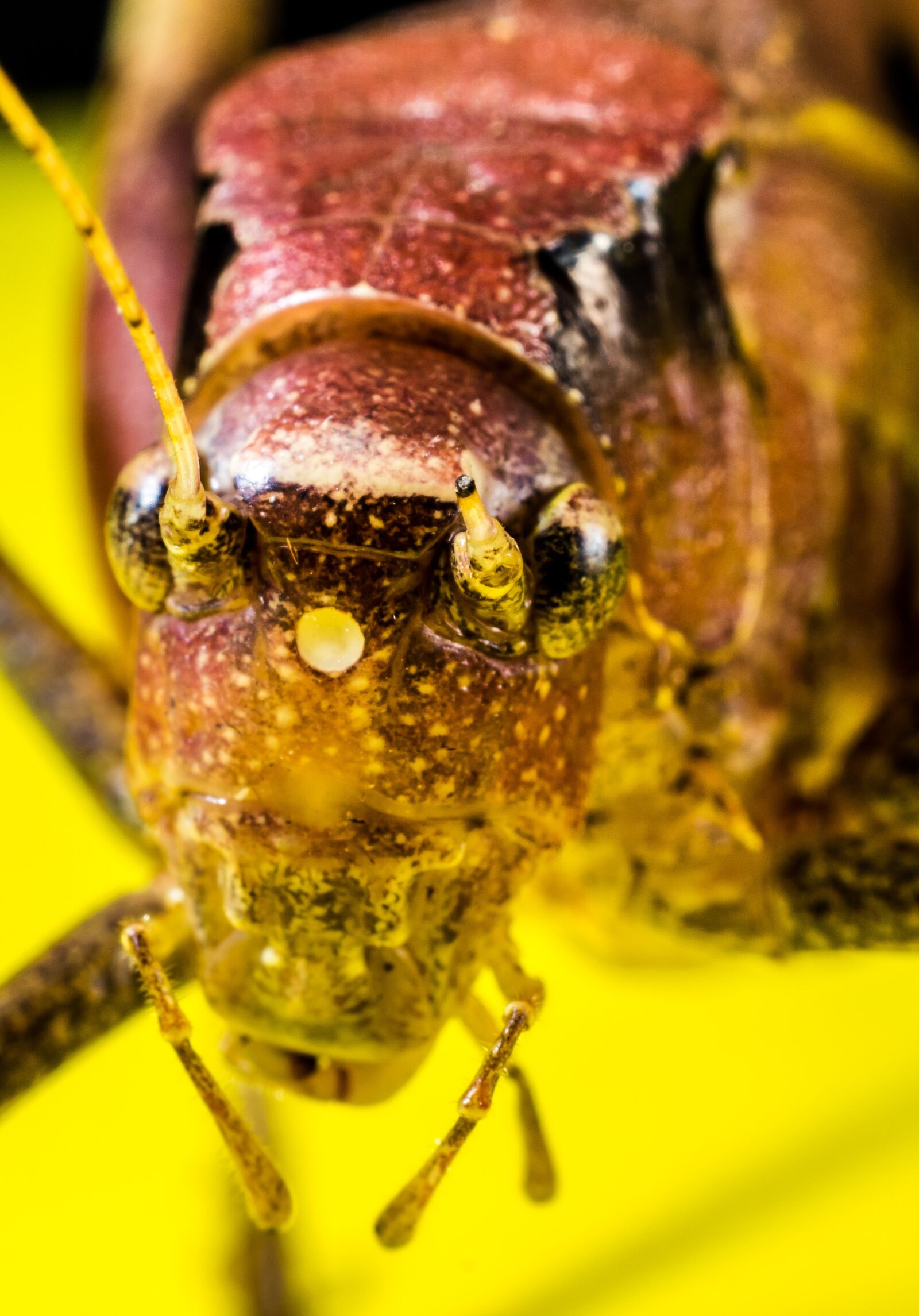 Nikon D5200 sample photo. Grasshopper, viridissima, insect photography