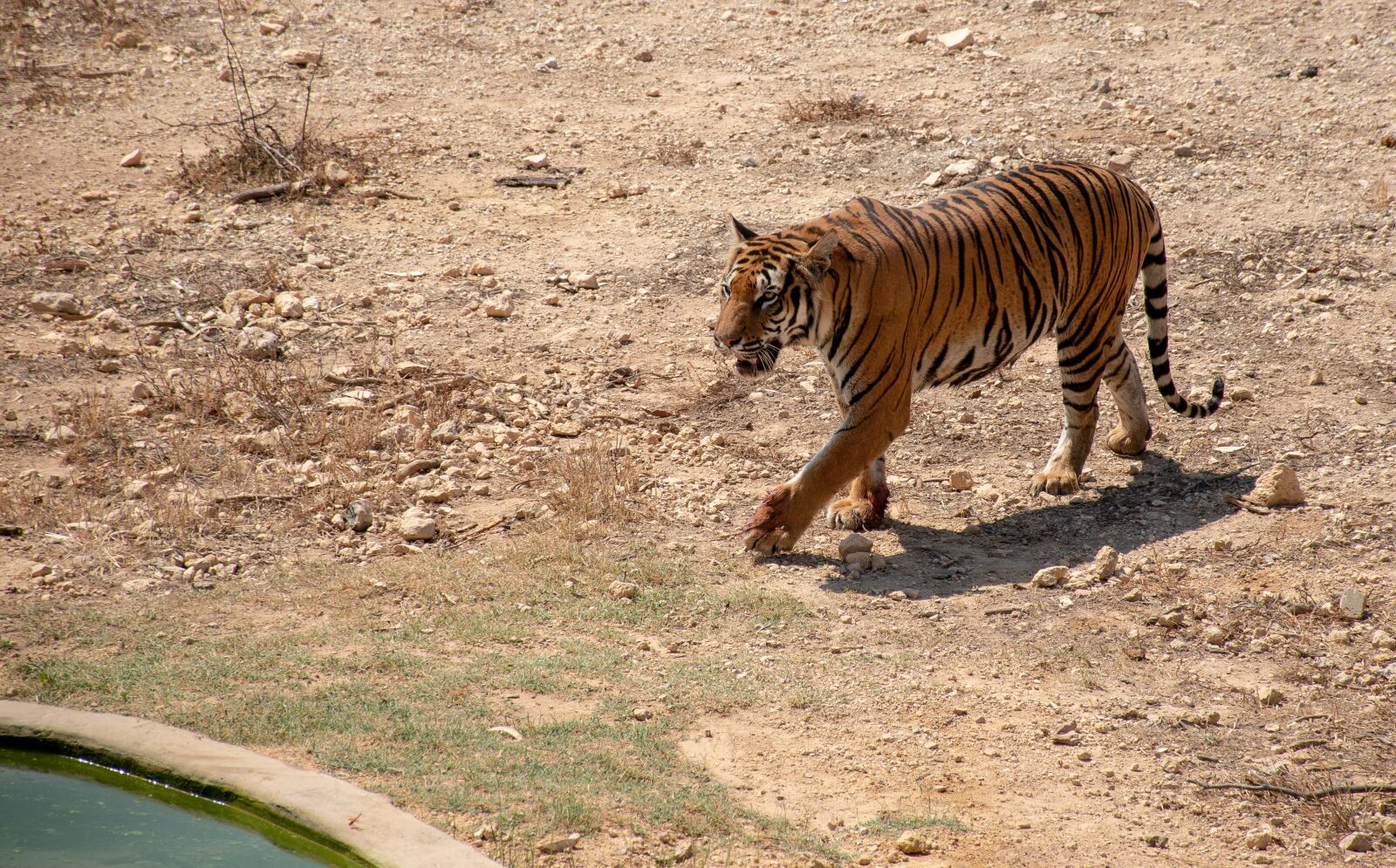 Nikon D5500 sample photo. Tiger, animal, predator photography