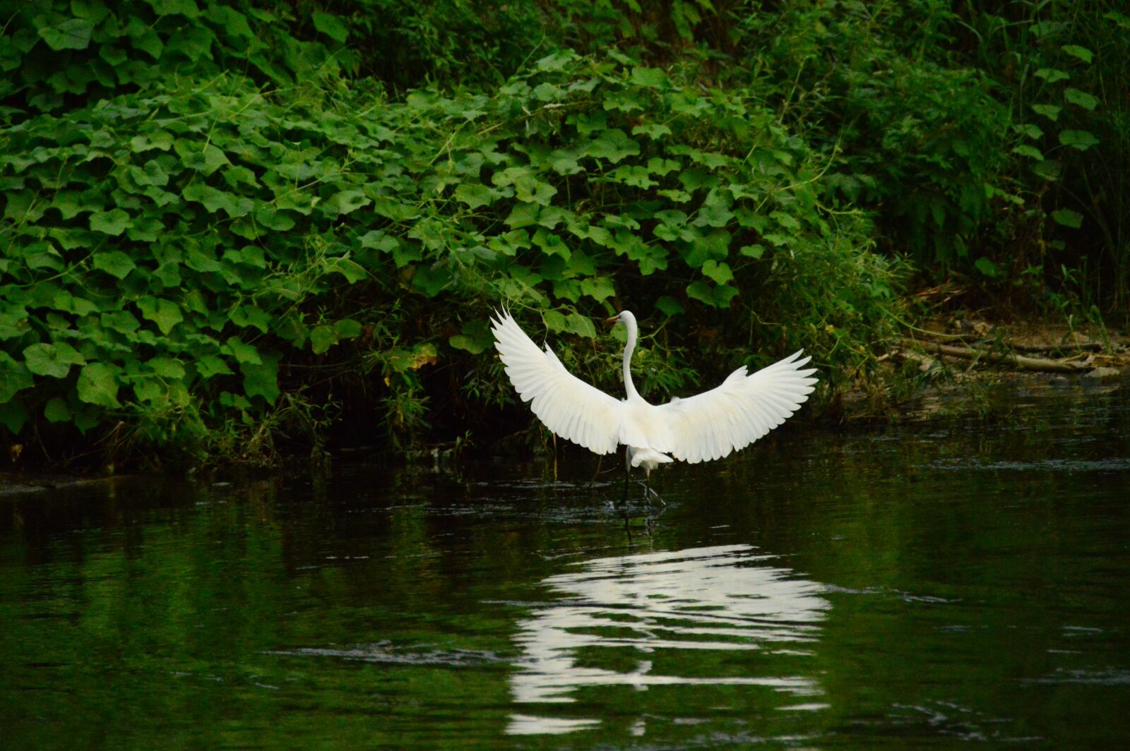 Nikon D3200 sample photo. Studies, wing, new photography