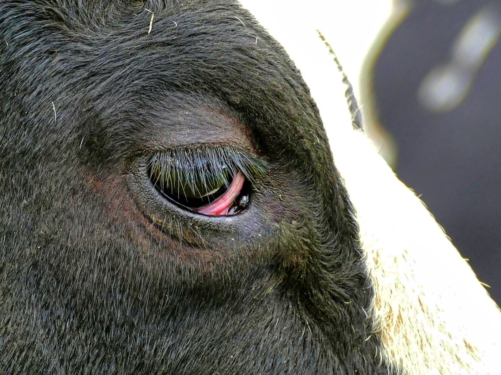 Panasonic Lumix DMC-FZ1000 sample photo. Cow, eye, animal photography