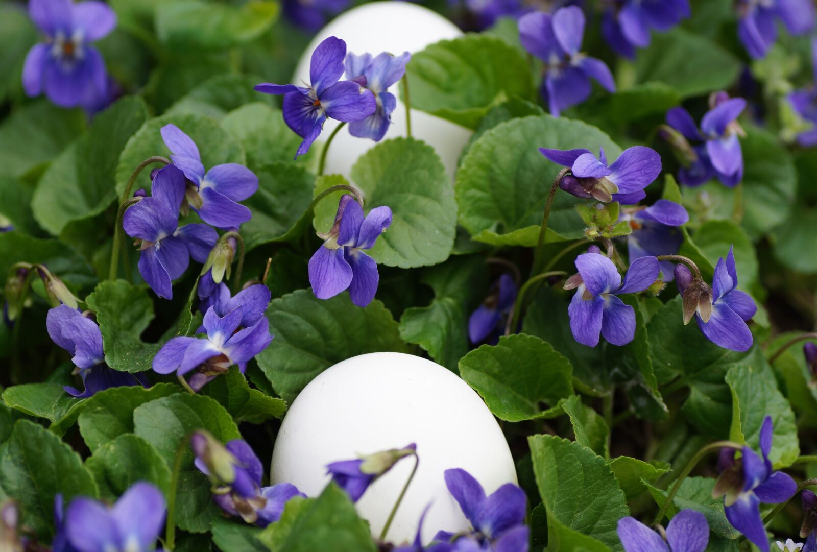 Sony SLT-A58 sample photo. Violets, eggs, white photography