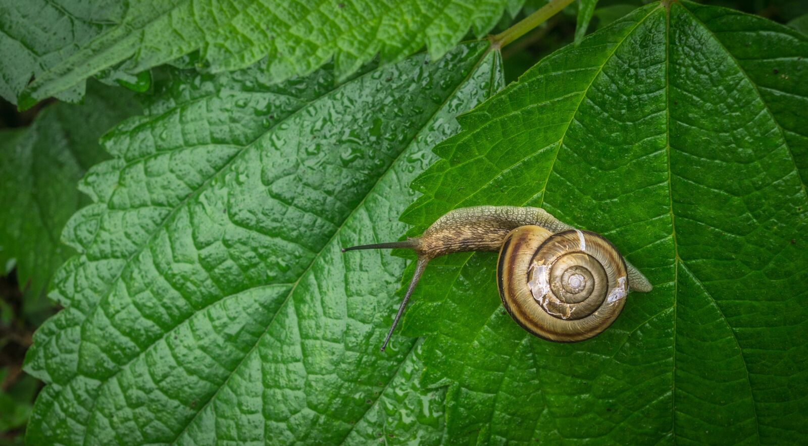 Sony Alpha NEX-5N sample photo. Snail, the leaves, nature photography