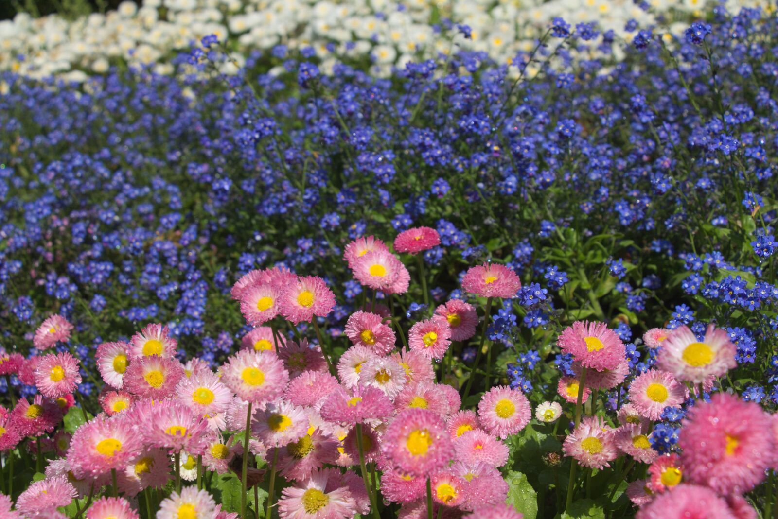 Canon EOS 750D (EOS Rebel T6i / EOS Kiss X8i) sample photo. Daisies, flowers, bloom photography
