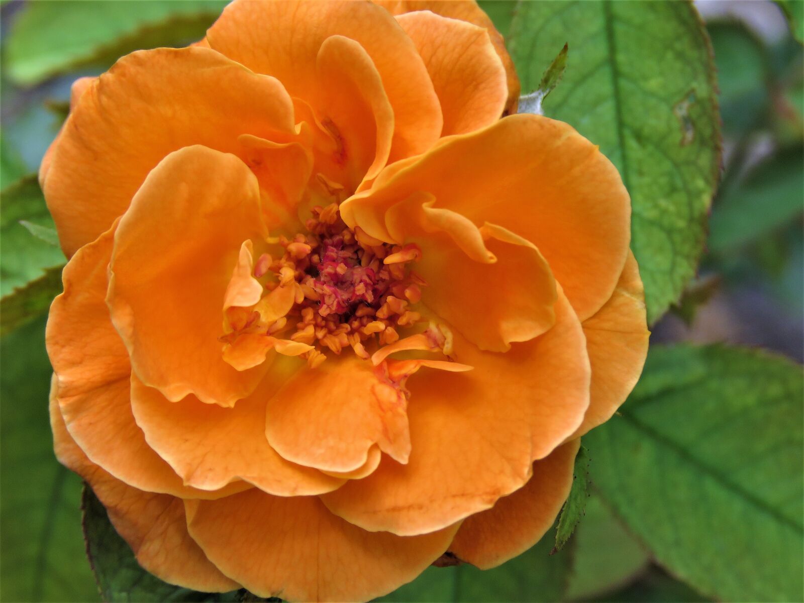 Canon PowerShot SX60 HS sample photo. Flower, orange, rose photography