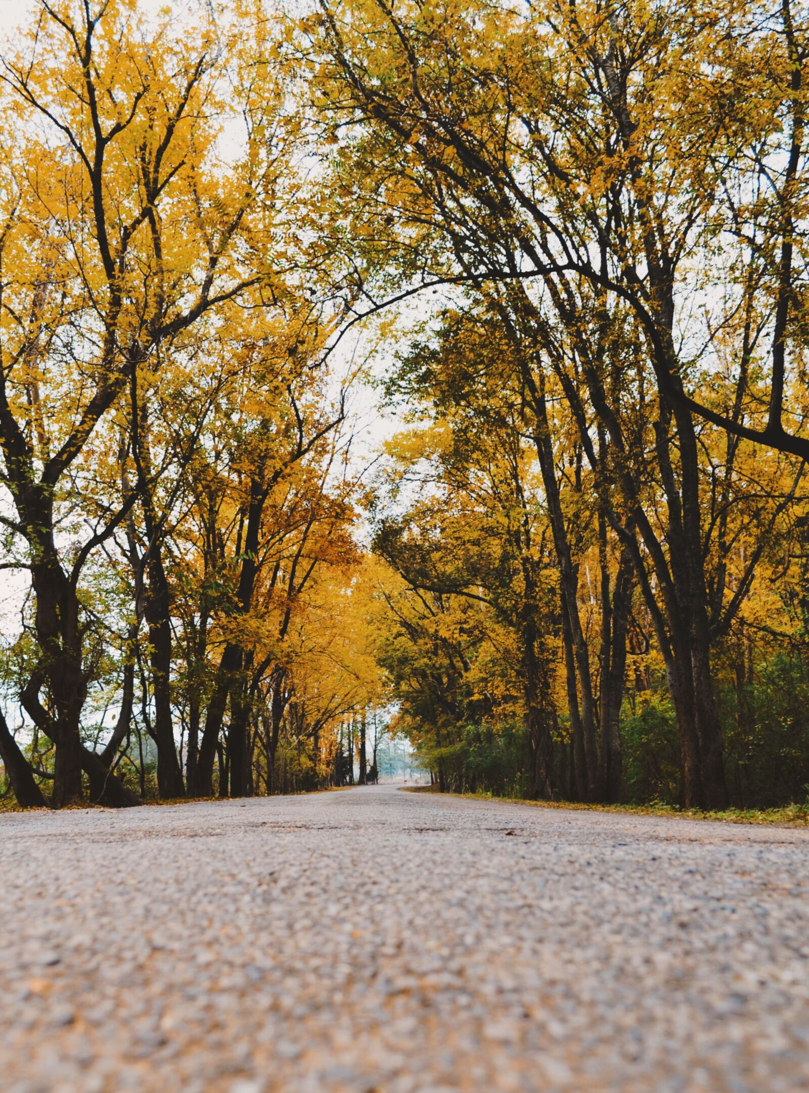 Nikon D3100 sample photo. Fall, leaves, trees photography