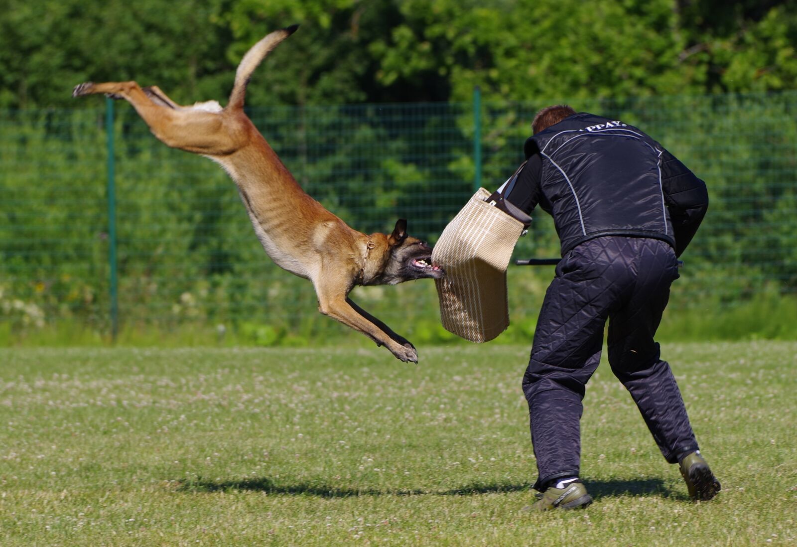 Pentax K-1 sample photo. Belgian shepherd malinois, attack photography