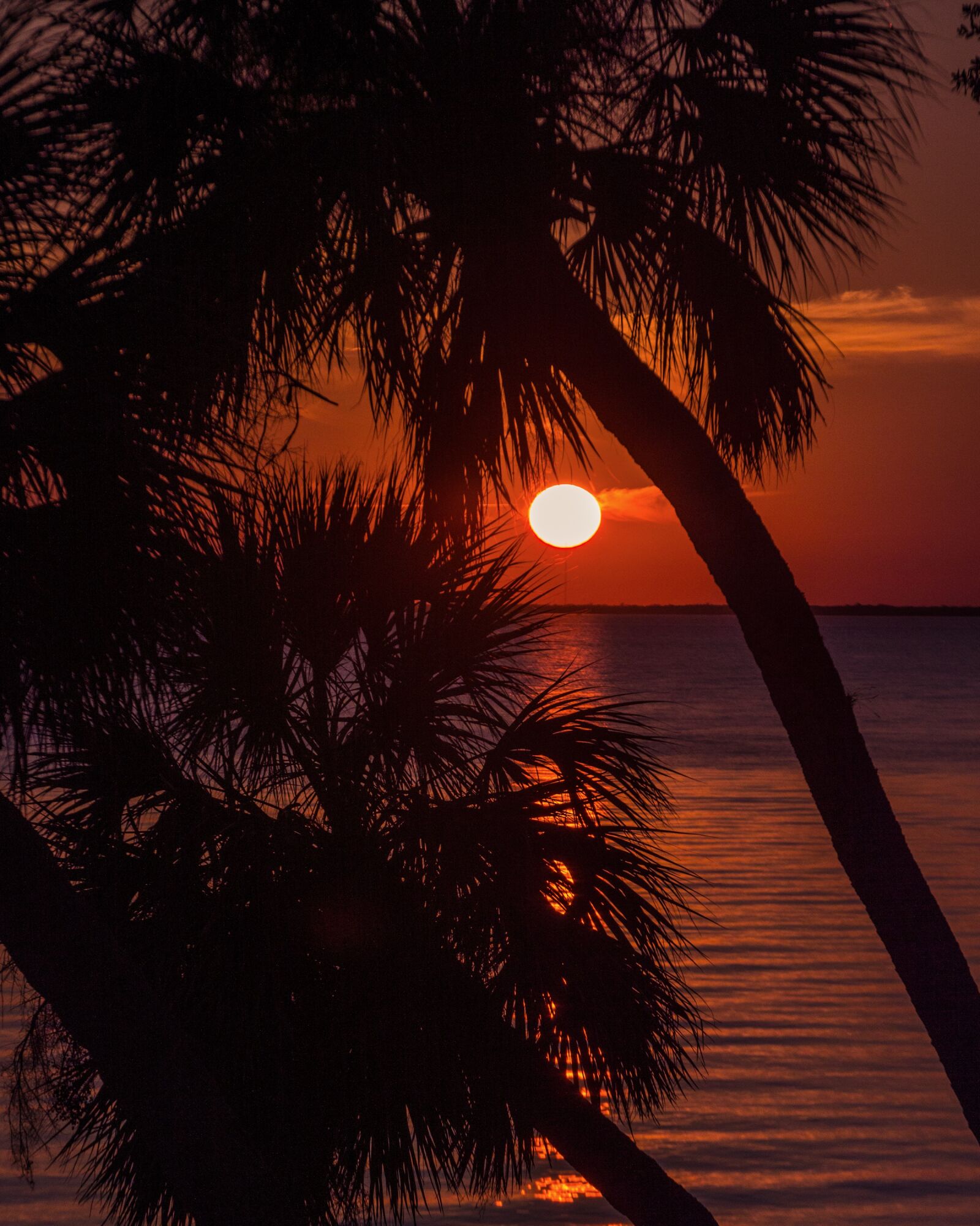 Nikon D3200 sample photo. Sunset, trees, nature photography