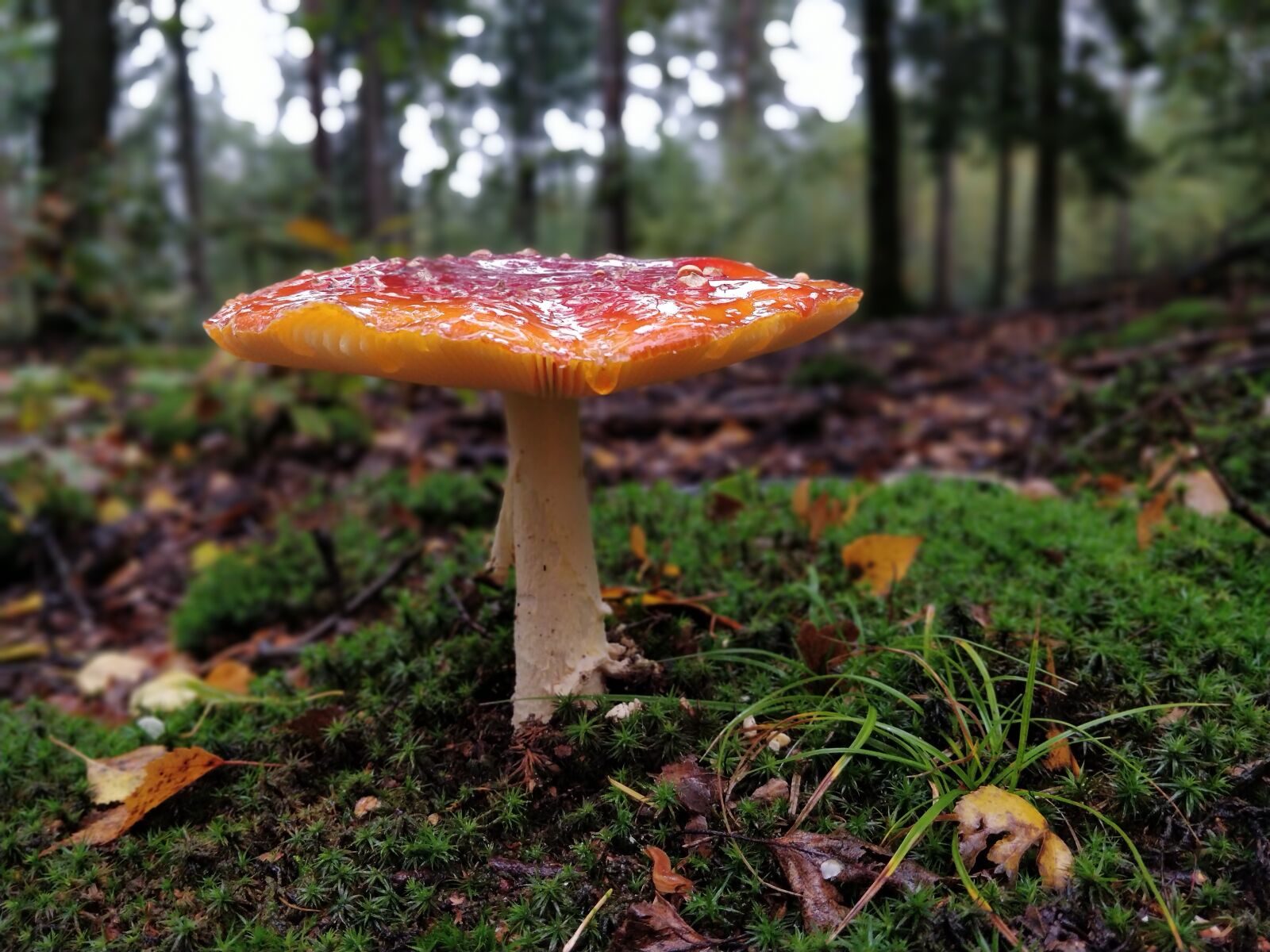 OnePlus 5T sample photo. Autumn, mushroom, forest photography