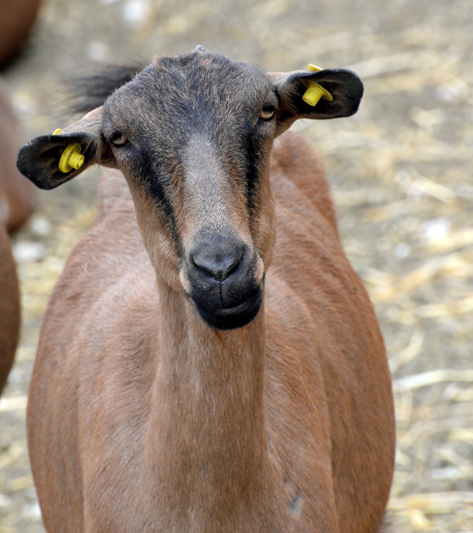 Nikon D610 sample photo. Goat, breeding, look photography