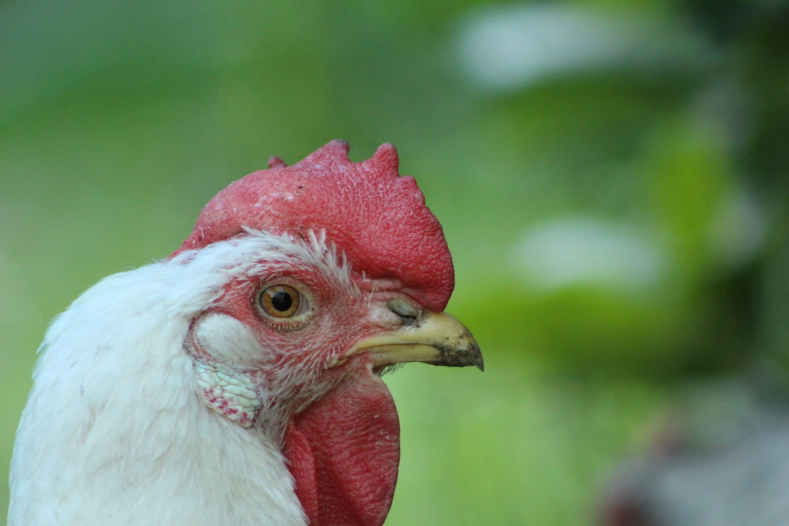 Canon EOS 700D (EOS Rebel T5i / EOS Kiss X7i) sample photo. Chicken, hen, poultry photography