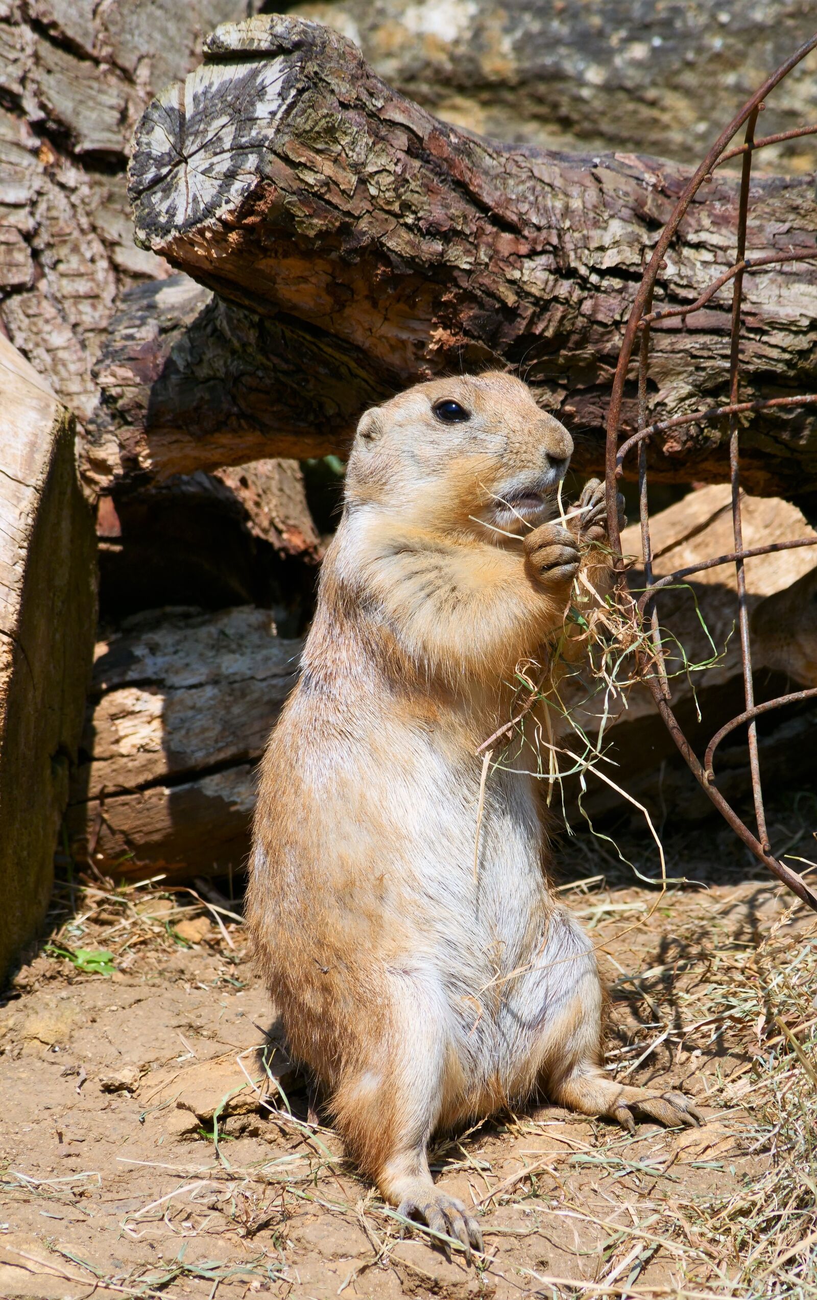 Panasonic Lumix DC-G9 sample photo. Prairie dog, rodent, prairie photography