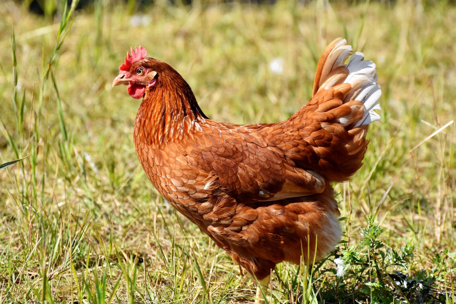 Nikon D7200 sample photo. Chicken, hen, bird photography