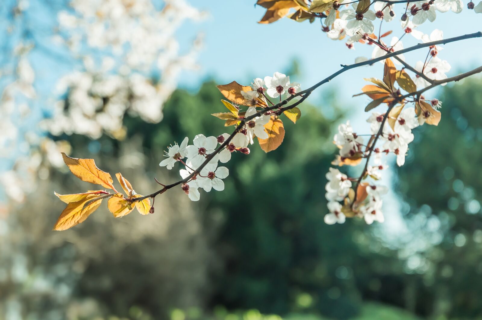 Nikon D90 sample photo. Blossom, spring, nature photography
