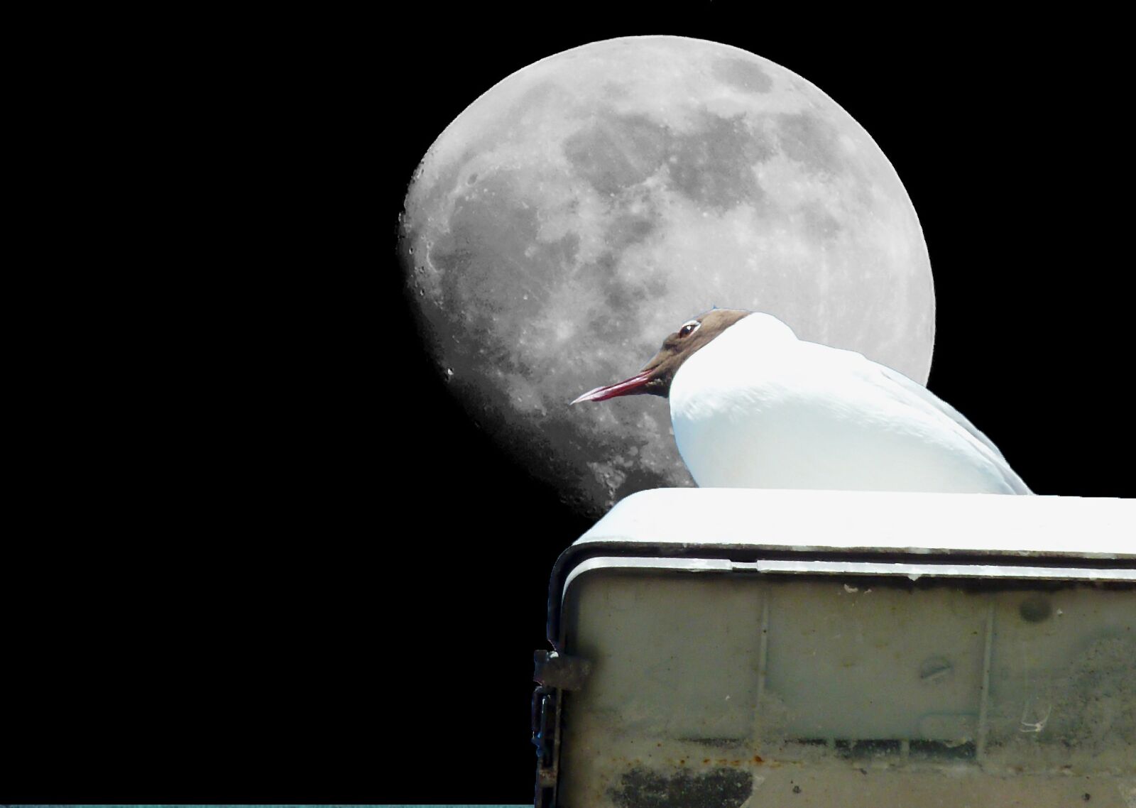 Panasonic DMC-TZ7 sample photo. Gull, moon, bird photography