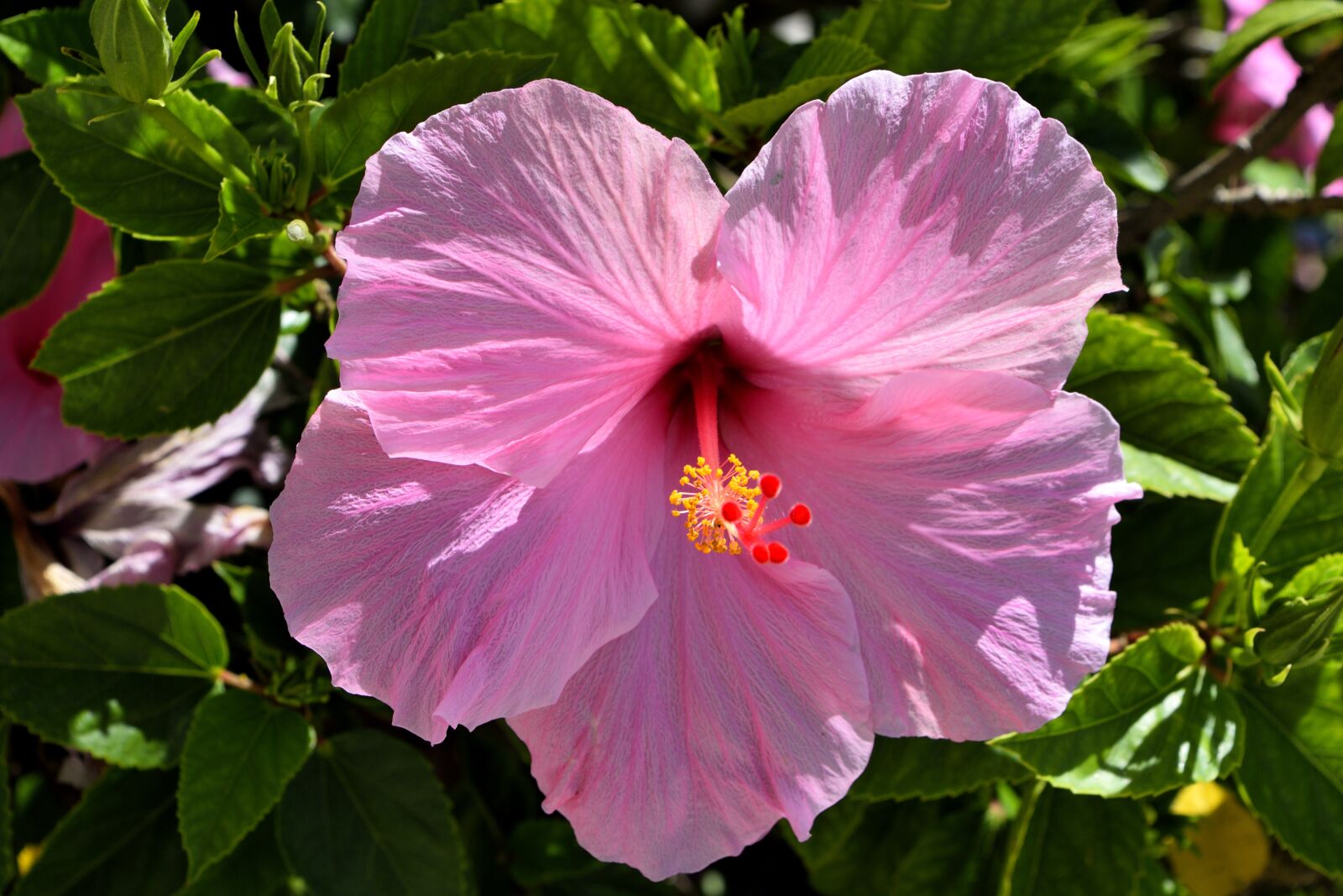 Nikon D3300 sample photo. Pink hibiscus, flower, floral photography