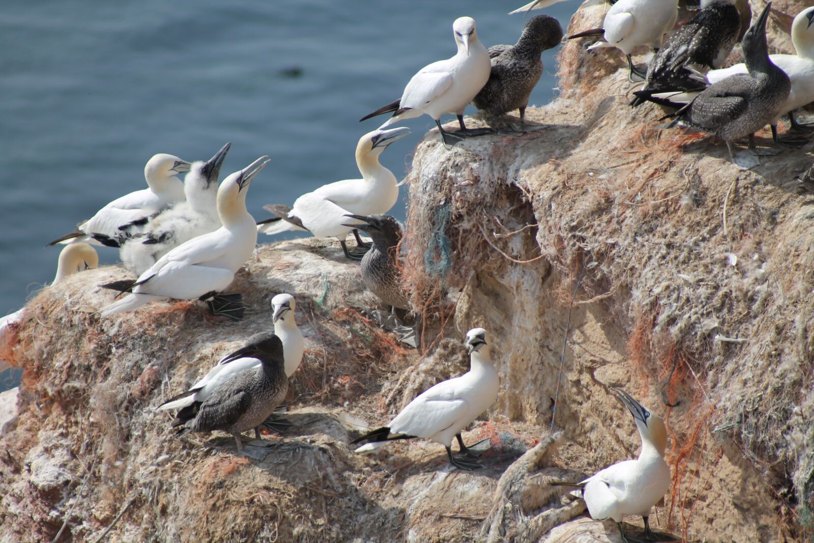 Canon EOS 1100D (EOS Rebel T3 / EOS Kiss X50) sample photo. Breeding birds, nature, nesting photography