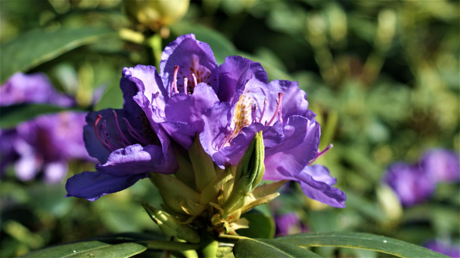 Sony Alpha DSLR-A350 sample photo. Rhododendron, flowers, garden photography