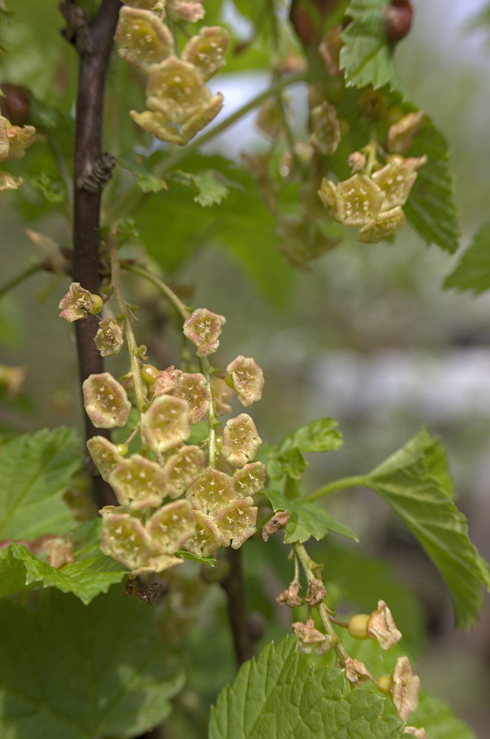 Nikon D40 sample photo. Currant, flower, spring photography